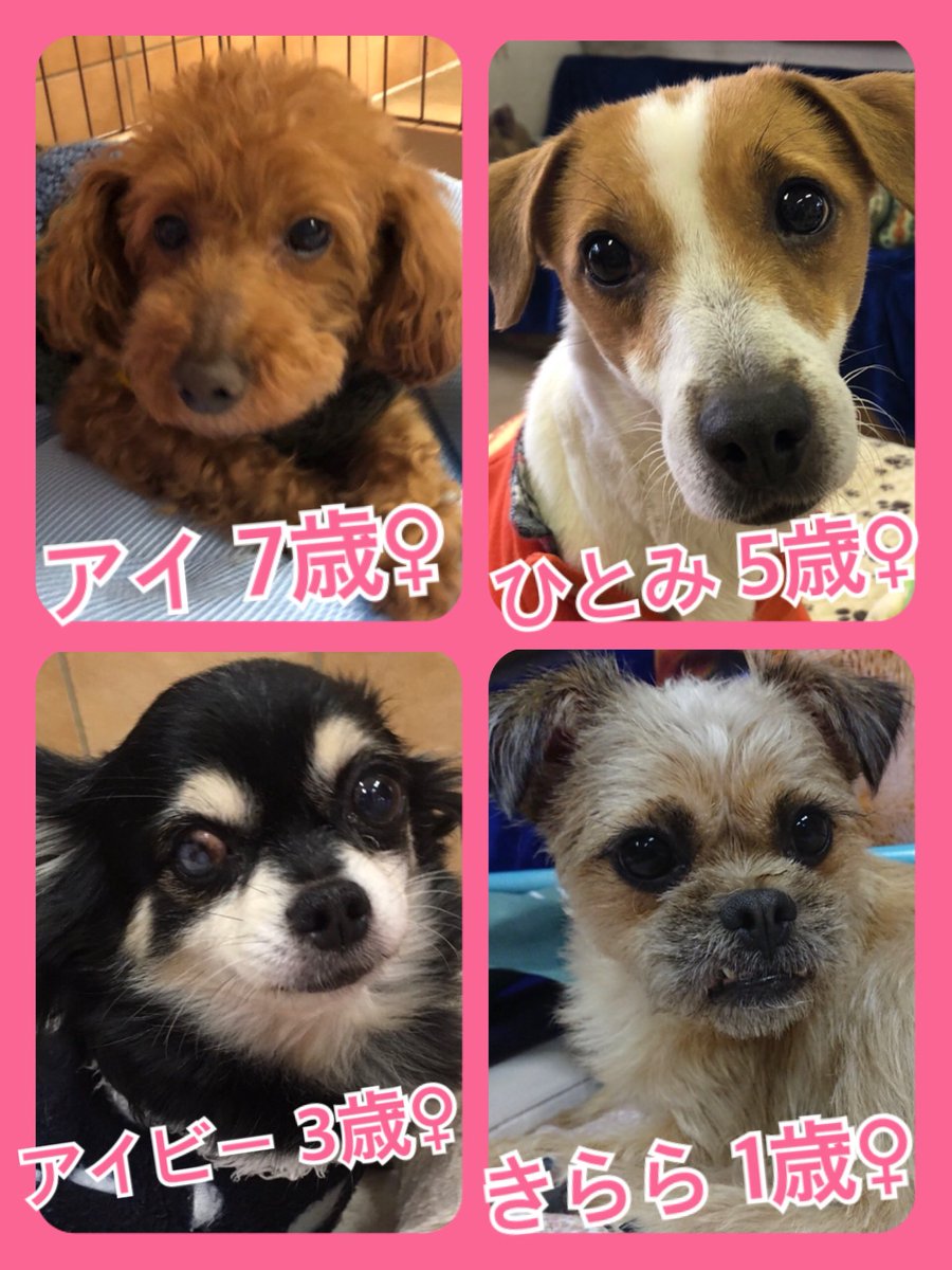 🐾今日の里親様募集中ワンコ🐶メンバーです🐾2019,2,16
